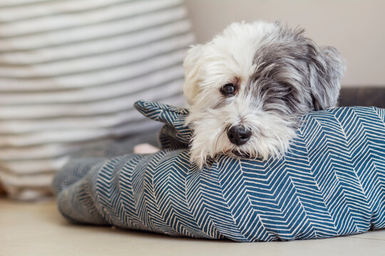 Sad white havanese dog laying in a dog  bed 
