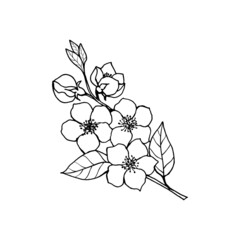 Sketch of spring flowers of quince, almond, apple tree branches with buds and flowers. Hand draw botanical doodle vector illustration in black contrast with white fill.