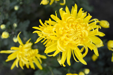 Obraz premium various types of blooming yellow chrysanthemums growing in the garden