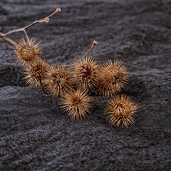 imitation of the Omicron virus in the form of a thorny plant