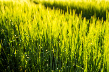 Young green barley growing in fertile soil on agricultural field in spring. Unripe cereals. The...