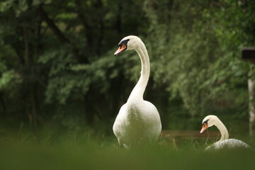 Schwan / Swan / Schwäne 