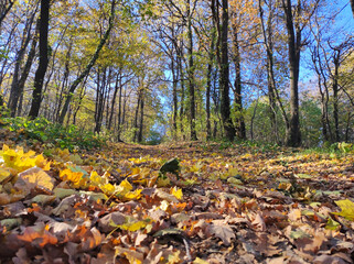 Fruska Gora forest in colorful autumn colors