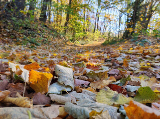 Obraz premium Fruska Gora forest in colorful autumn colors