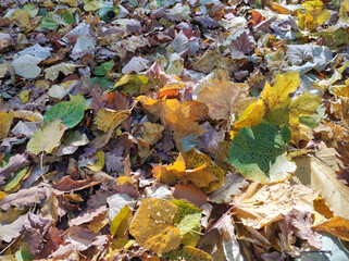 autumn leaves on the ground in the forest