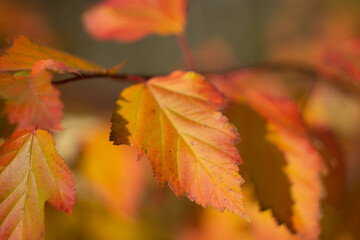 Autumn leaves nature Russia yellow red green bokeh