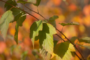 Autumn leaves nature Russia yellow red green bokeh