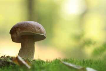 Steinpilz / Porcini / Boletus edulis / Fichtensteinpilz / Pilz 