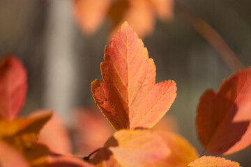 Autumn leaves nature Russia yellow red green bokeh