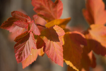 Autumn leaves nature Russia yellow red green bokeh