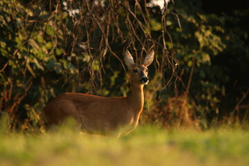 Reh bei Sonnenuntergang / Ricke / deer 
