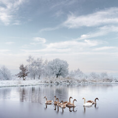 Swans family swims in the winter lake water in sunrise time. White adult swan and little grey...