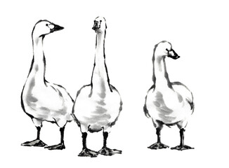 水墨画技法で描いた正面向きの三羽の白鳥