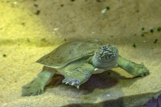 underwater Chinese softshell turtle. Pelodiscus sinensis species of Trionychidae family. Adult turtle from China.