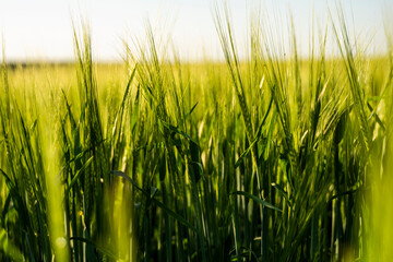 Obraz premium Barleys sprout growing in soil. Close up on sprouting barley in sunset.