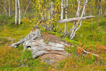 Rogen Naturreservat in Schweden
