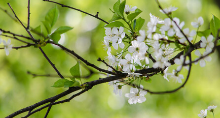 blooming cherry branch on a sunny day on a green background