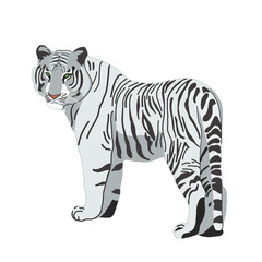 Tiger hand drawn illustration. White tiger isolated on white. Symbol of Chinese New Year. Big wild cat, feline animal, predator. Bengal, Siberian tiger. African, Savannah wildlife
