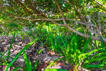 Tropical plants at natural beach forest Playa del Carmen Mexico.