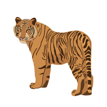 Tiger hand drawn illustration. Red tiger isolated on white. Symbol of Chinese New Year. Big wild cat, feline animal, predator. Bengal, Siberian tiger. African, Savannah wildlife