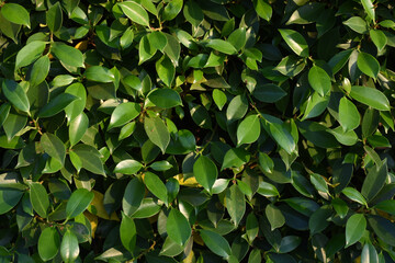 Fototapeta na wymiar green korean banyan leaf background