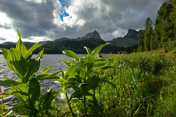 Russia. Krasnoyarsk Territory. Eastern Sayans. The blooming shore of Lake Svetloye in the Ergaki Natural Mountain Park.