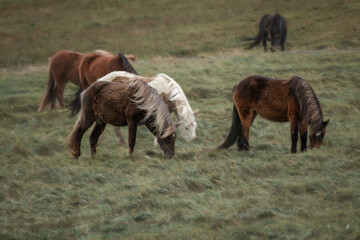 Icelandic horses in the harsh windy landscape .