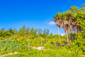 Fototapeta na wymiar Tropical plants at natural beach forest Playa del Carmen Mexico.