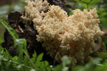 &Auml;stiger Stachelbart 