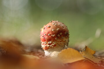 Fliegenpilz / Fly agaric / Amanita muscaria 