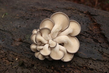 Austernseitlinge / Pleurotus ostreatus / oyster mushroom