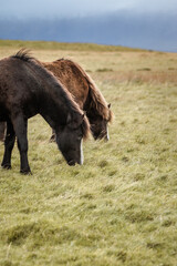 Icelandic horses in the harsh windy landscape .