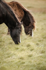 Icelandic horses in the harsh windy landscape .