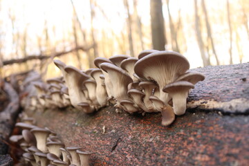 Austernseitlinge / Pleurotus ostreatus / oyster mushroom