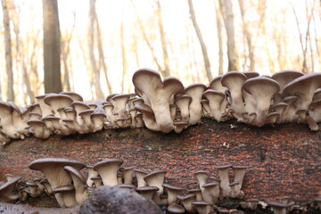 Austernseitlinge / Pleurotus ostreatus / oyster mushroom