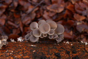Austernseitlinge / Pleurotus ostreatus / oyster mushroom