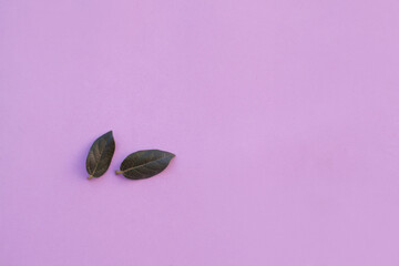 two viburnum leaves on purple lavender background