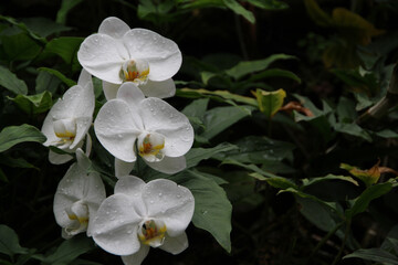 Closeup shot of blooming white orchid flowers with rain droplets
