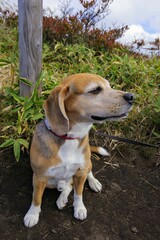 ビーグル犬