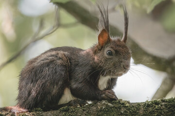 Eichhörnchen im Baum