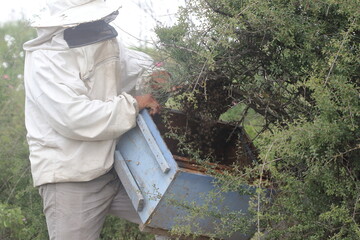 beekeeper collecting a swarm of honey bees