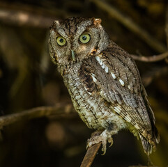 Screech owl perched on a tree branch