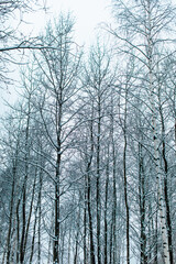 Tall birch trees covered with fresh fluffy white snow in Russian forest. Winter Christmas season in the nature
