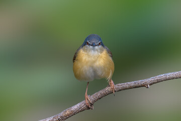 The un-tailed story :)