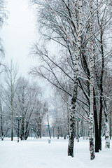 Tall birch trees covered with fresh fluffy white snow in winter Russian forest. Winter season in the nature