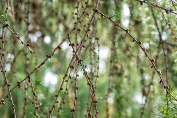 Tree branches of Larix sibirica closeup