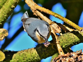 Kleiber beim Essen