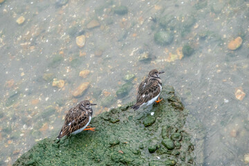 turnstones sitting on a rock in the sea