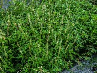 A grove of basil plants planted in the back garden
