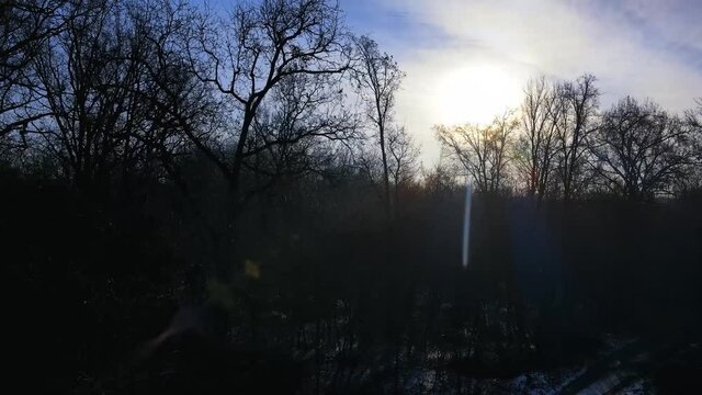 Aerial Drone - Landscape at Dawn in the Woods